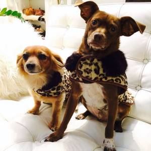 Meet your Posher, Nelson yong